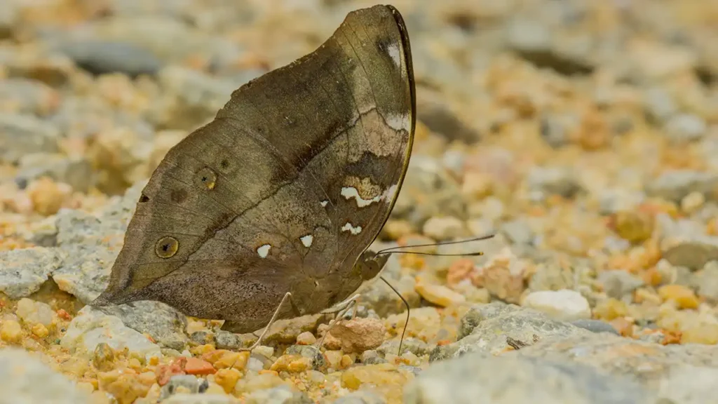 Dead leaf butterfly