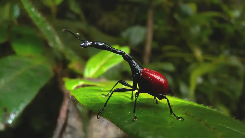 giraffe weevil beetle on a flat leaf