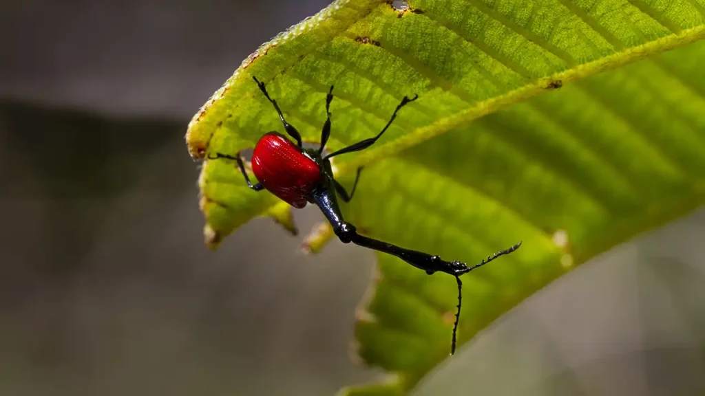 giraffe weevil upside down