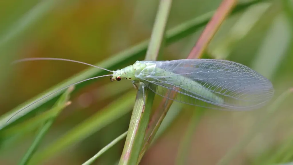 Invisible lacewing