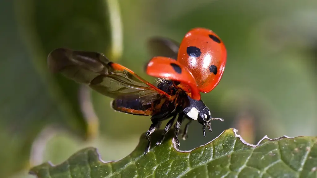 ladybird flying