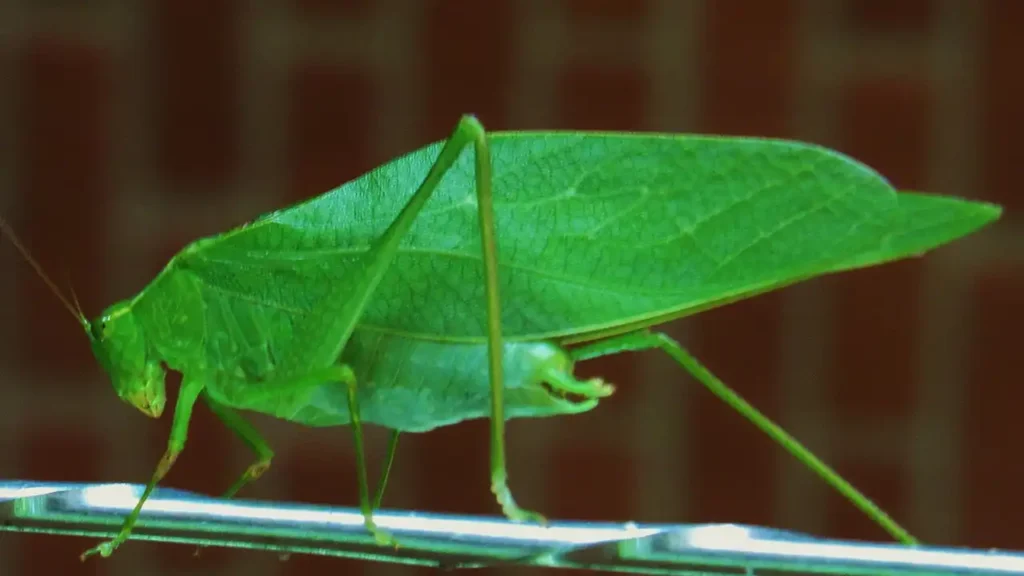 Leaf katydid