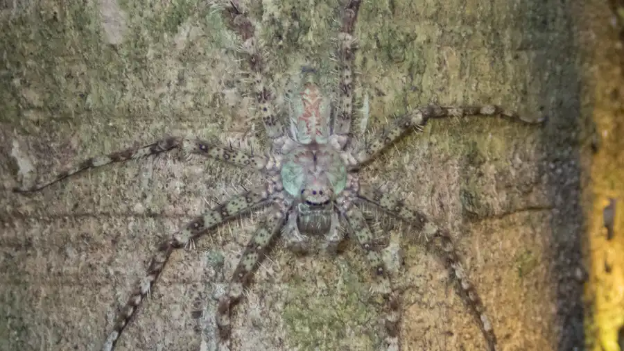 Lichen spider camouflage