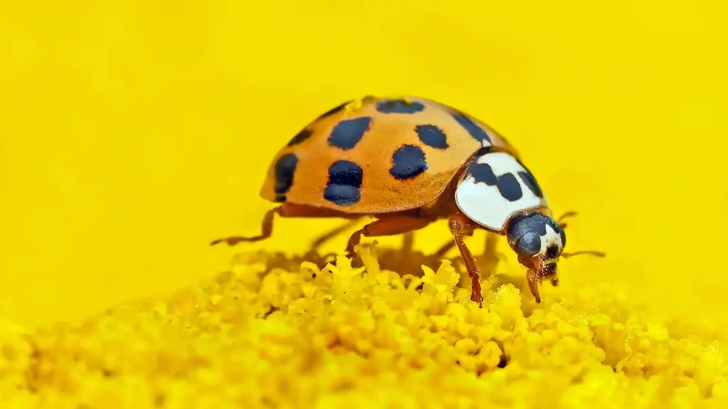 orange asian lady beetle