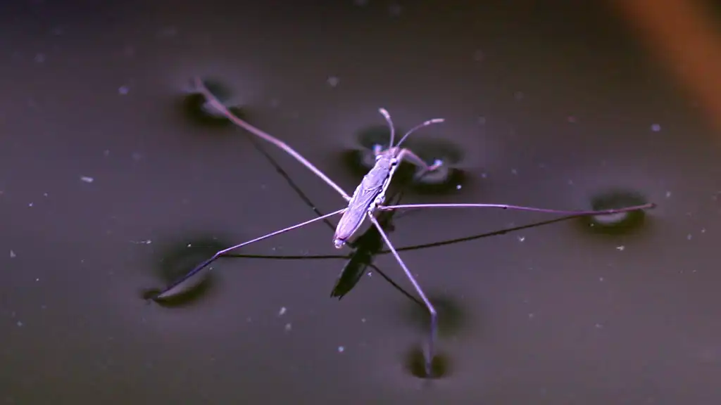 water strider on dark water