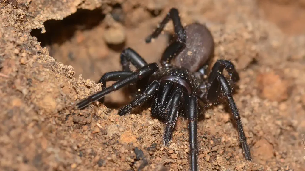 The Lightning Fast Trapdoor Spiders The Hidden World Beneath Little The Lightning Fast Trapdoor Spiders The Hidden World Beneath Little