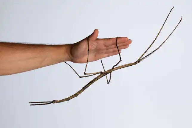 chans megastick the largest stick insect in the world